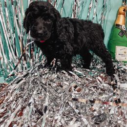 Poodle Puppies from LL Poodles On Tap
