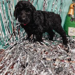 Poodle Puppies from LL Poodles On Tap