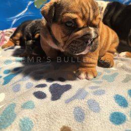 Bulldog Puppies from EMR’s Bulldogs