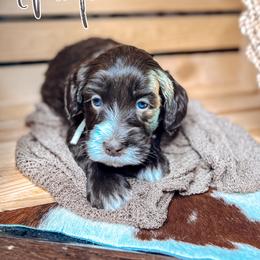Maple - Chocolate female Australian Labradoodle puppy in Decatur, Alabama from Southern Meadows Doodles