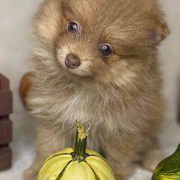 Pomeranian Puppies from Partain Poms