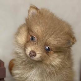 Pomeranian Puppies from Partain Poms