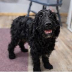 Skipper - Black male Springerdoodle puppy in Lisbon, Ohio from Willow Lane Doodles