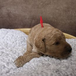 “Female” Osha “ red collar - Poodle puppy in Hazard, Kentucky from Suited N Booted Standards