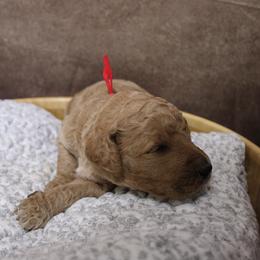 “Female” Osha “ red collar - Poodle puppy in Hazard, Kentucky from Suited N Booted Standards