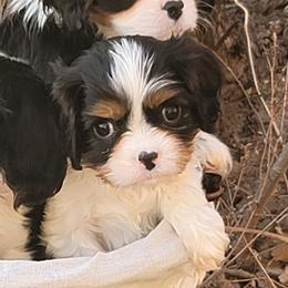 Dallas - Tri-color male Cavalier King Charles Spaniel puppy in Los Lunas, New Mexico from Kiddle's Cavaliers