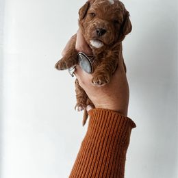 Toast - Red male Cavapoo puppy in Shingle Springs, California from Kindred Oak Goldendoodles