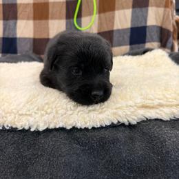 Lime - Black male Labrador Retriever puppy in Middleton, New Hampshire from Tag Hollow