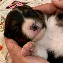AKC Dixie - Black tri-color female Australian Shepherd puppy in Zeeland, Michigan from Apple Ridge AKC Aussies