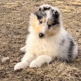 Collie Puppies from Verterra Collies