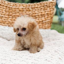 Canyon - Cream male Poodle puppy in Chapel Hill, North Carolina from Cyndi’s Poodles