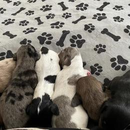 Dachshund Puppies from L & J Kennel