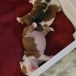 Bulldog Puppies from Jennifer May's Bulldogs