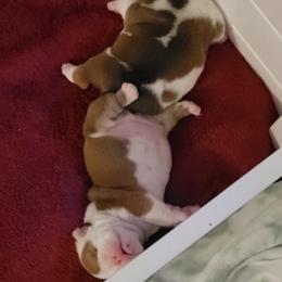 Bulldog Puppies from Jennifer May's Bulldogs