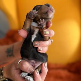 Storm - Black and tan female Dachshund puppy in Meridian, Id 83646 3658, Idaho from Boise Best Mini Dachshunds