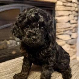 Midnight - Black female Cockapoo puppy in Liberty, Kentucky from Kentucky Cockapoos