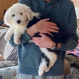 GRETA - Black and white female Old English Sheepdog puppy in Charlo, Montana from Heavenly Hilltop Farm