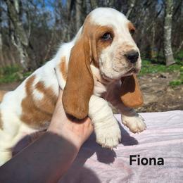 Fiona - Lemon and white female Basset Hound puppy in Mack's Creek, Missouri from Mack's Creek Basset Hounds