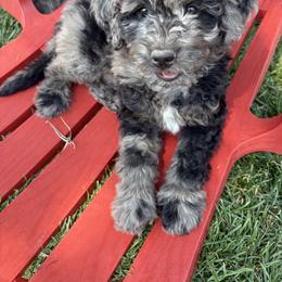 Oreo - Tri-color female Bernedoodle puppy in American Fork, Utah from Kaylas Precious Puppies