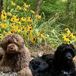 Portuguese Water Dogs from Belladonna Farm Portuguese Water Dogs