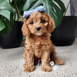 Cavapoos from Pipe Creek Paws