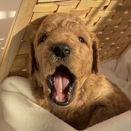 Bernedoodle Puppies from Bruce and Emma Doodles