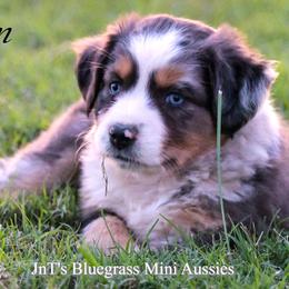 Miniature Australian Shepherd Puppies from JnT's Bluegrass Mini Aussies
