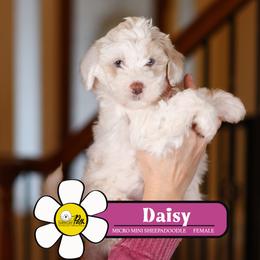 Daisy - Fawn and white female Sheepadoodle puppy in Cleveland, Tennessee from Narrow Path Old English & Sheepadoodles