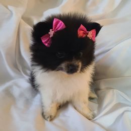 Girl 1 - Black parti Pomeranian puppy in Ontario, California from Cynthia's Pomeranians