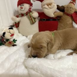 Bowie - Light golden male Golden Retriever puppy in Seville, Ohio from Retriever Ranch