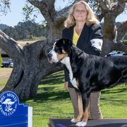 YODEL - Greater Swiss Mountain Dog