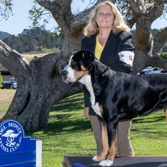 YODEL - Greater Swiss Mountain Dog