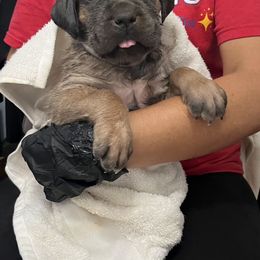 Girl 4 - Gray and fawn female Cane Corso puppy in Thaxton, Virginia from Fortune Star Ultimate K9s