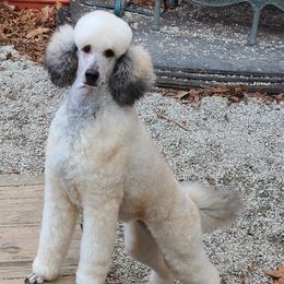Jo - Poodle