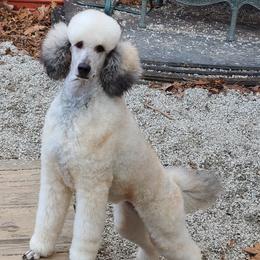 Jo - Poodle