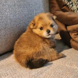 Orange Sable Boy - Orange sable male Pomeranian puppy in Broomfield, Colorado from Diamond-Pom