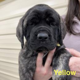 Female Puppy - Brindle female Mastiff puppy in Hernando, Mississippi from Trindade Mastiffs