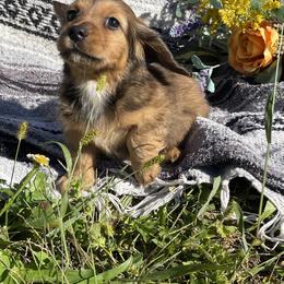 Dachshund Puppies from Neuhund Mini Dachshunds