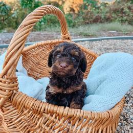 Brooks - Brown and white male Aussiedoodle puppy in Tryon, North Carolina from Melrose Mountain Farm
