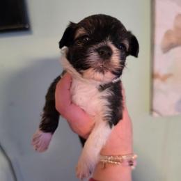 Iris - female Yorkipoo puppy in West Enfield, Maine from GRIFFEY'S SPA AND KENNEL