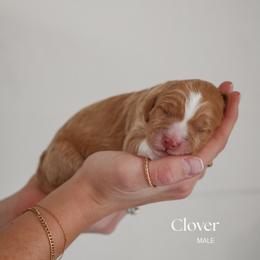 Clover - Red  male Goldendoodle puppy in Salem, Virginia from Aloha Doodles & Poodles
