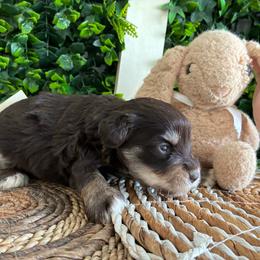 Jezebel - Liver female Miniature Schnauzer puppy in Hemet, California from Journee Home Mini Schnauzers