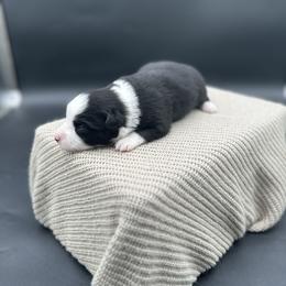 Ember - Black tri female Miniature Australian Shepherd puppy in Queen Creek, Arizona from Arizona Aussies