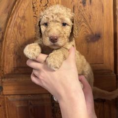 Honey - Gold female Bordoodle puppy in Indianapolis, Indiana from Indiana Bordoodles