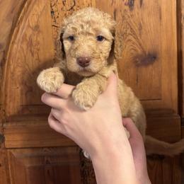 Honey - Gold female Bordoodle puppy in Indianapolis, Indiana from Indiana Bordoodles