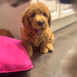 ISO GUARDIAN HOME - READ DESC. - Apricot male Goldendoodle puppy in Philadelphia, Pennsylvania from Philly's Designer Doodles