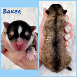 Baker - Silver male Pomsky puppy in Sheffield, Iowa from Clover Ridge Pomskies