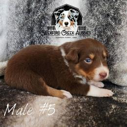 Boy 5 - Red tri-color male Australian Shepherd puppy in Harpers Ferry, Iowa from Wexford Creek Aussies, LLC