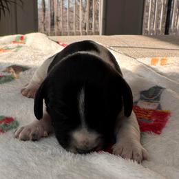 Emma - Piebald female Dachshund puppy in Wallingford, Kentucky from Hensley Homestead Dachshunds