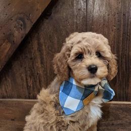 Goldendoodle All Grown Up from Scherrer Sweet Goldendoodles